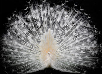 Canvastavla - Peacock