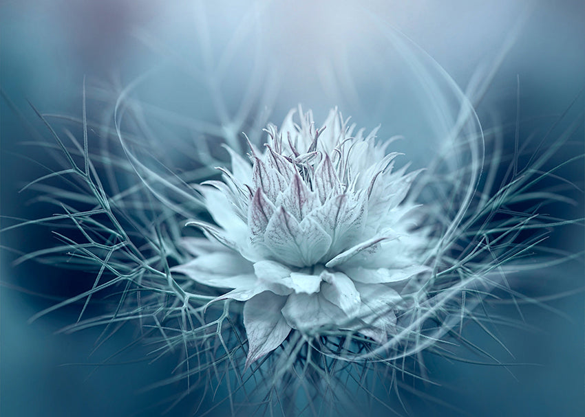 Canvastavla - Lotus