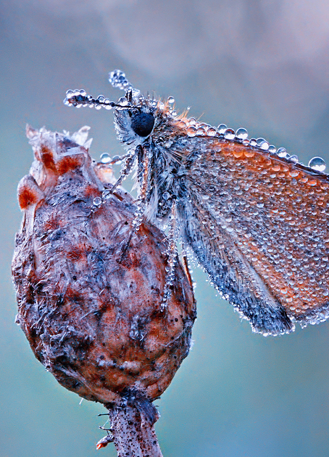Ljuddämpande tavla - Drop of Life
