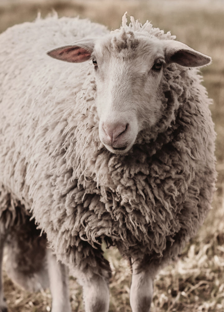 Ljuddämpande tavla - Sheep