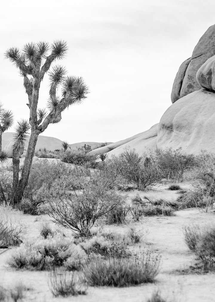 Ljuddämpande tavla - Joshua Tree