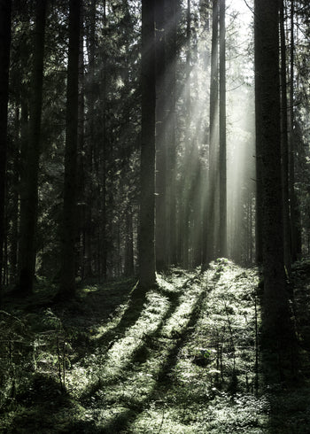 Ljuddämpande tavla - Sun Rays