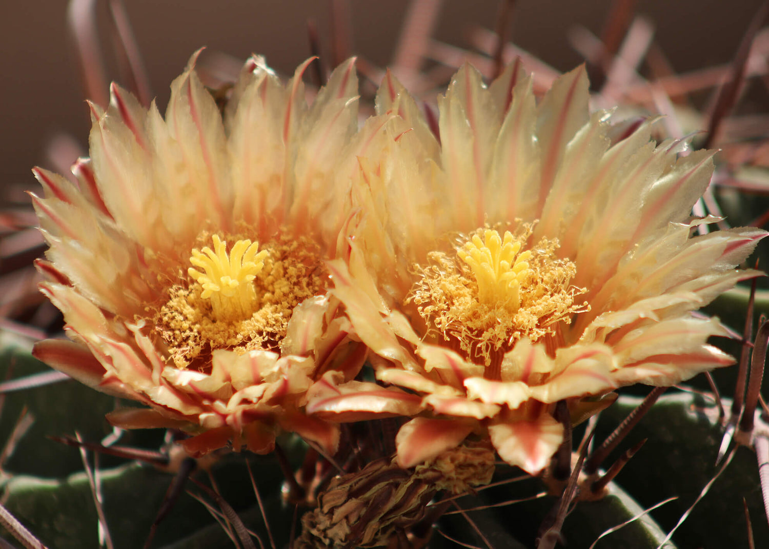 Canvastavla - Ferocactus (70x100)