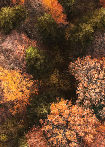 Ljuddämpande tavla - Fall's Canvas