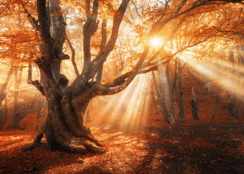 Ljuddämpande tavla - Sunlit Grove