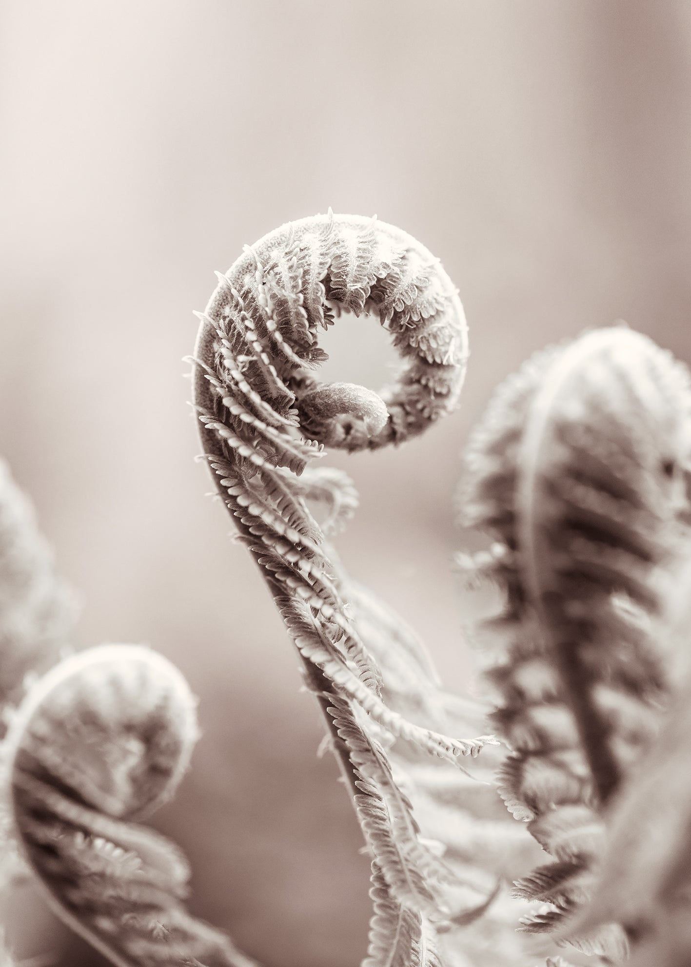 Ljuddämpande tavla - Fern Leaves